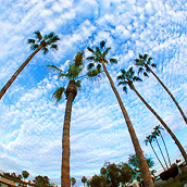 Tall palms